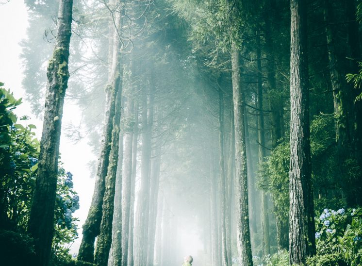 Azores Sao Miguel misty forest