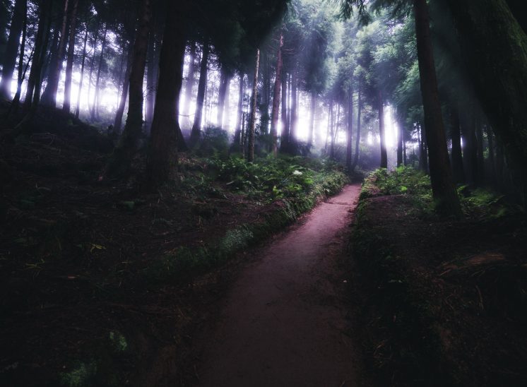 Azores Sao Miguel misty forest