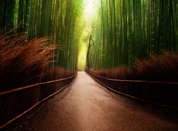 Arashiyama bamboo grove japan